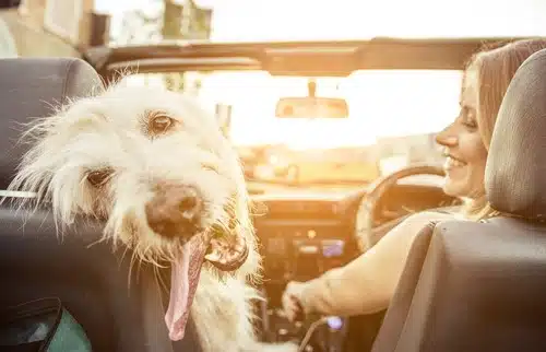 A woman drives an open top car and smiles at her trusted dog in the passenger's seat