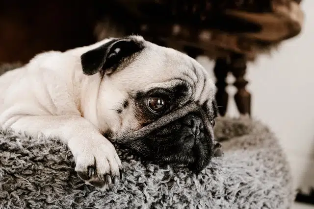 Pugs are some of the best dog breeds for low activity lifestyles