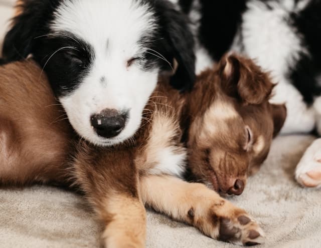 Two puppies, celebrating Pet Day with a cozy nap, are snuggled closely on a soft surface. One sports black and white fur, while the other is a warm brown.