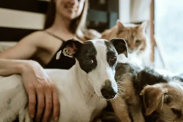 In a cozy indoor setting, someone sits with a white and black dog, a brown cat, and another furry friend, celebrating the warmth of companionship on National Pet Day 2025.
