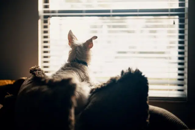 terrier dog from behind looking out of window at home on couch waiting for people to come home
