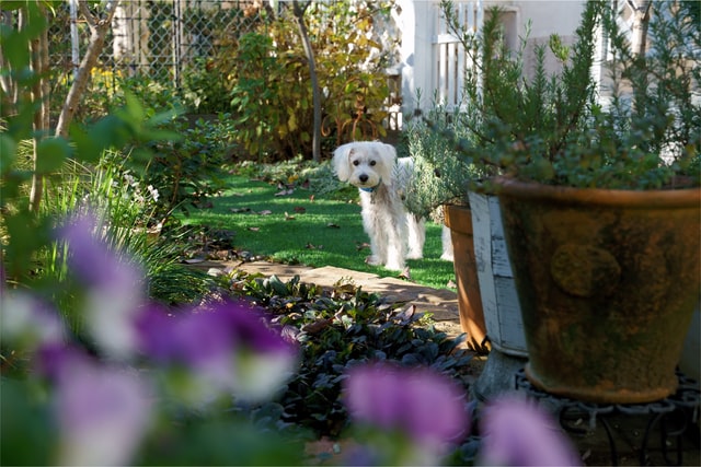 white poodle cross dog standing in green garden with pots and flowers 