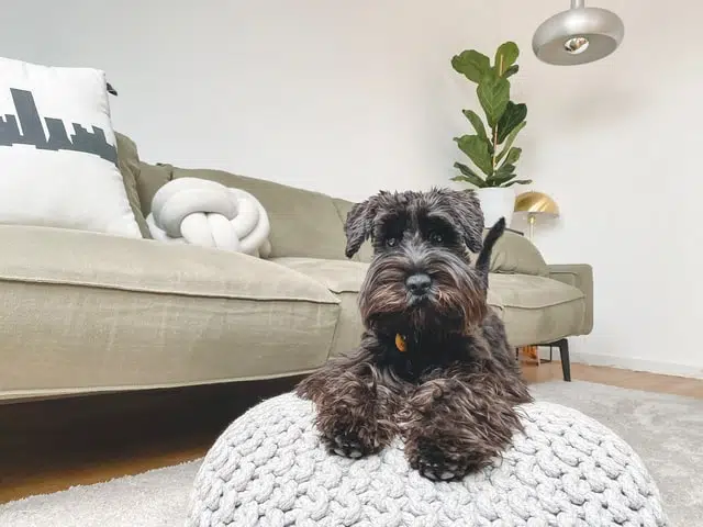 scottish terrier dog at home alone in lounge on on grey beanbag looking at camera