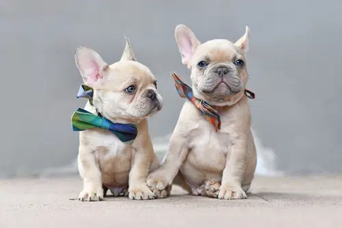 these cute white French bulldog puppies don't suffer from littermate syndrome