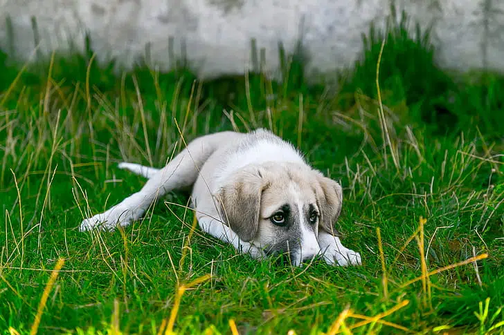 dogs with gastro sometimes eat grass to help ease their stomach ache