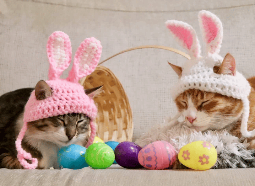 Easter Costumes For Cats: They're Meow-nificant! - PD Insurance