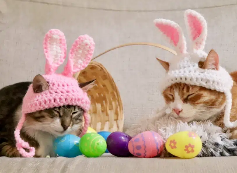 Easter costumes for cats