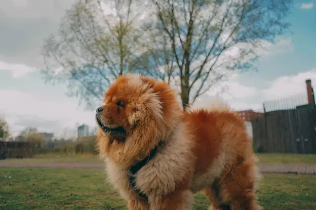 Hereditary and congenital conditions in dogs
