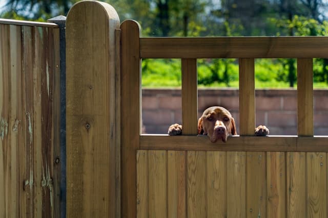 Brown dog peeking over a wooden gate—a perfect reminder of why third party liability pet insurance matters for every pet owner.
