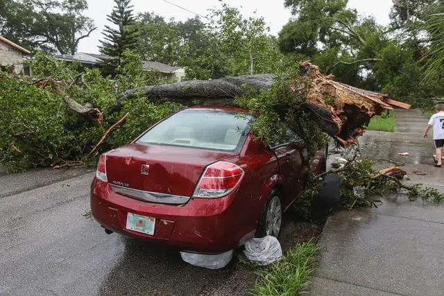 tree lands on car