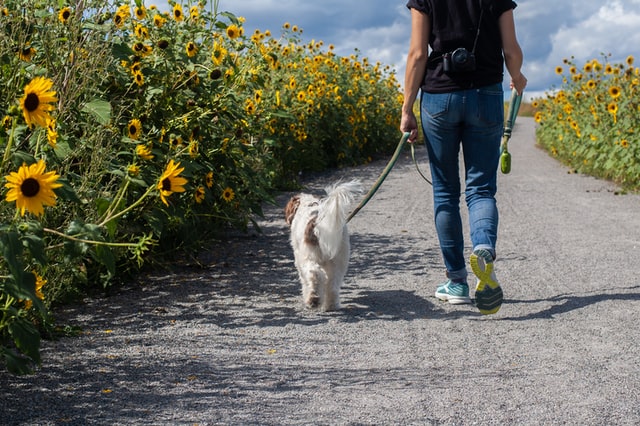 pet behaviourist helps adopted dog overcome trauma. caring for an abused dog can be very rewarding.