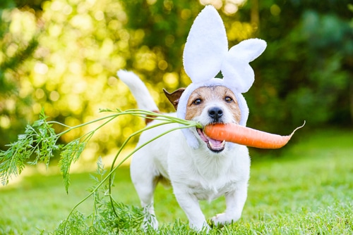 jack russell dog in white Easter costume running on grass with carrot in its mouth
