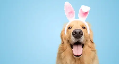 golden retriever dog in Easter bunny costume ears against blue background