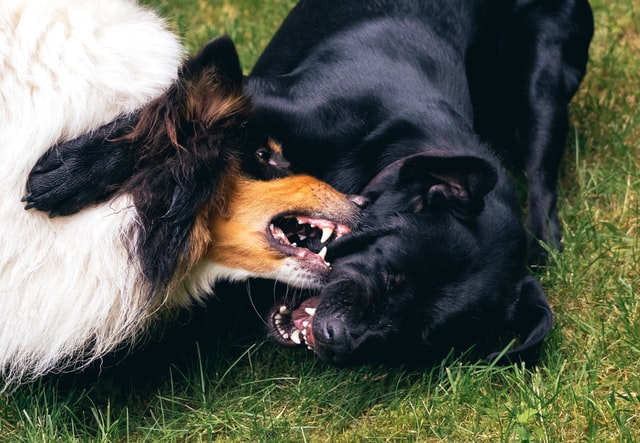 dog attacks dog