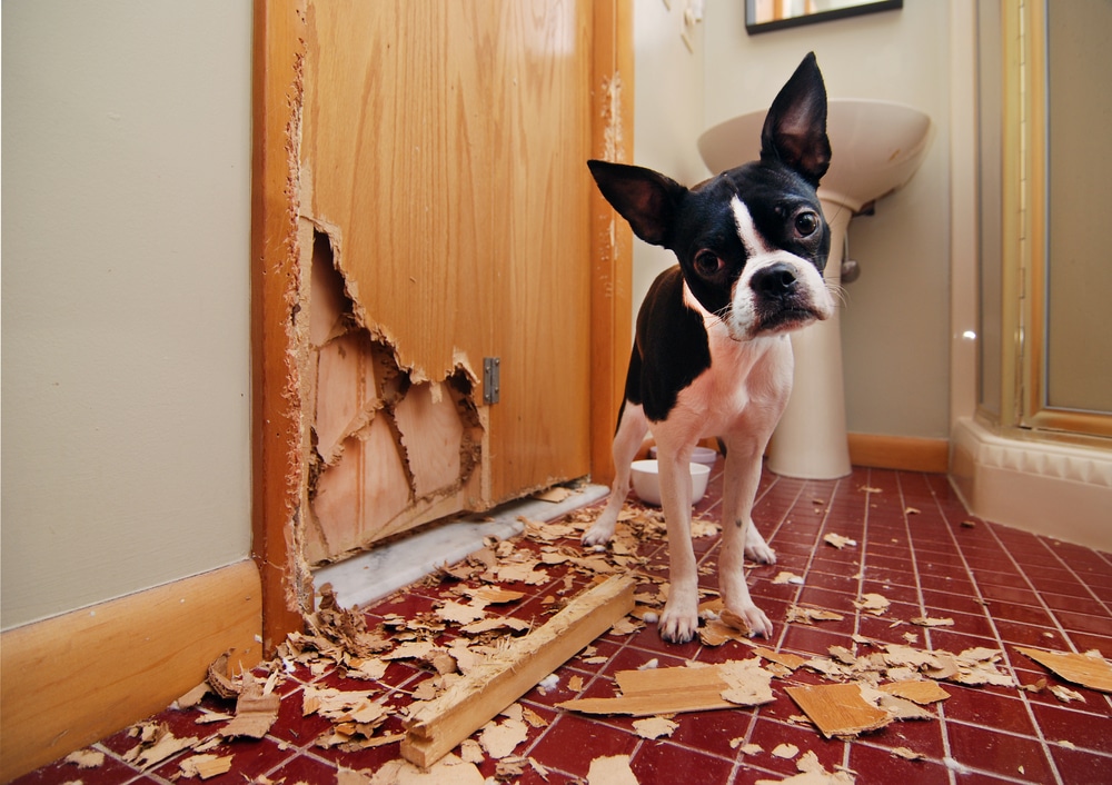 third party liability pet insurance pays the bill for this neighbour's door