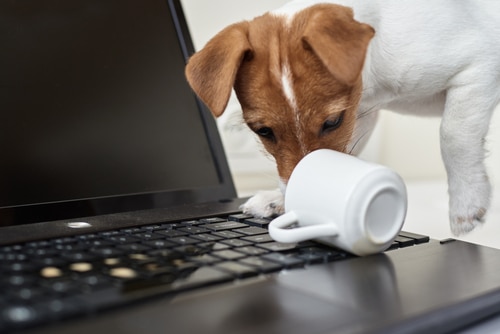 PD member uses third party liability in pet insurance to pay for their colleague's laptop after their dog spills coffee on it