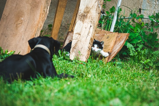 third party liability in pet insurance can help cover the vet bills when your dog attacks a neighbour's cat