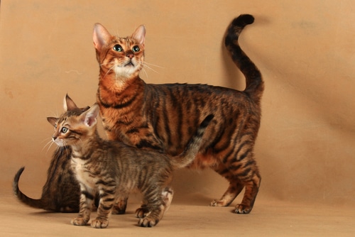 toyger kittens for sale nsw