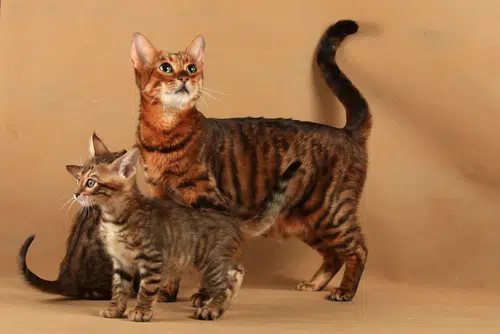 toyger cat with two toyger kittens standing in front of brown wall