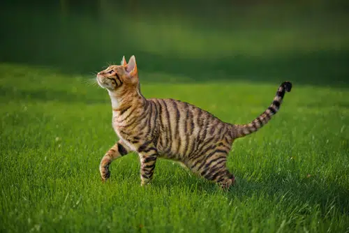 toyger cat with stripes playing in grass outside