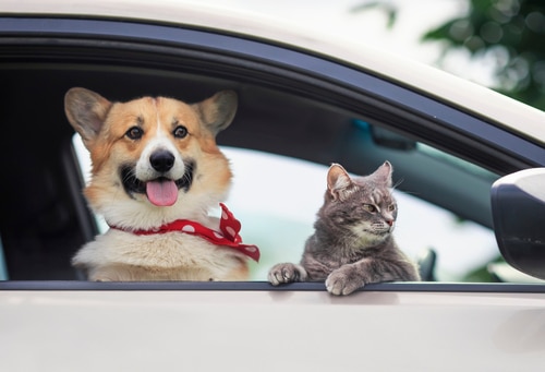cat and corgi dog looking out of open window of car they are travelling in