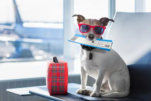 jack russell dog ready to go travelling with plane ticket in mouth and red sunglasses sitting at airport with red travel case