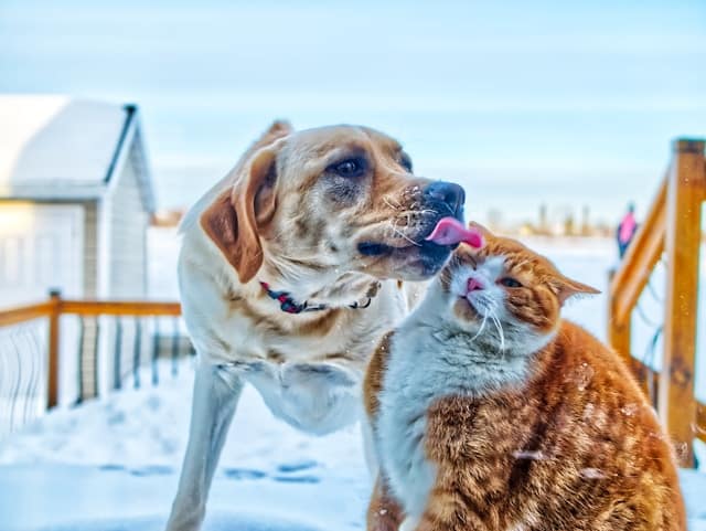 In celebration of National Pet Day 2025, a dog playfully licks an orange and white cat's face outdoors in a snowy setting, with a cozy house nestled in the background.