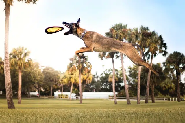 belgian malinois dog jumping in air on grass to catch a frisbee