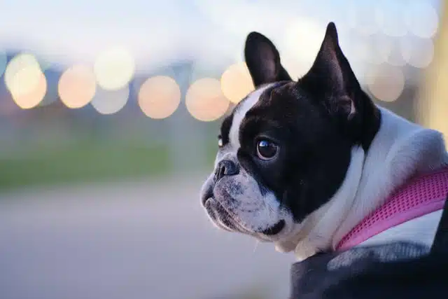 Black and white brachycephalic dog with a pink collar against a blurred background of lights.