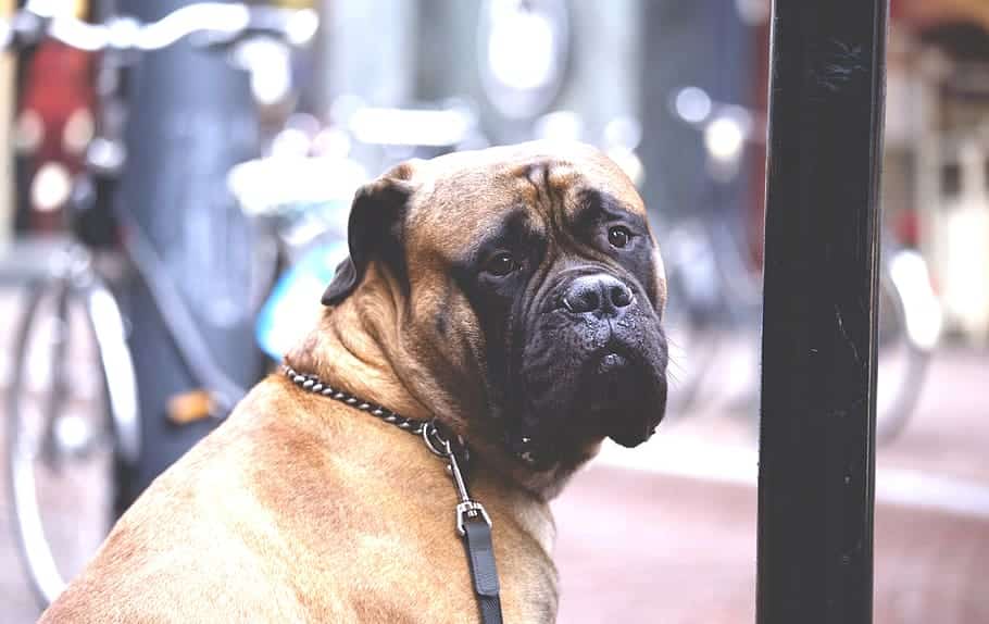 A leashed bullmastiff flat faced dog looking back over its shoulder while it waits for its owner to finish shopping as it sits on the pavement alongside a city street.