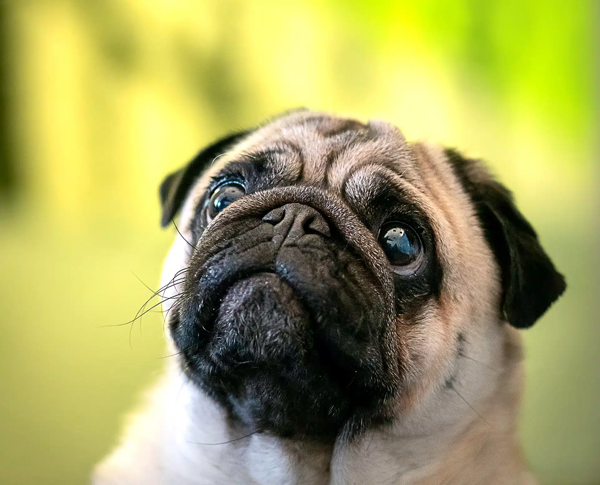 A brachycephalic pug dog looking up at the camera.
