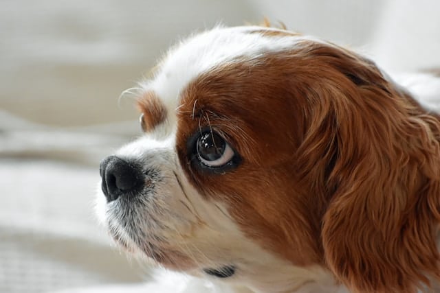Close-up of a Cavalier King Charles spaniel with a pensive expression.