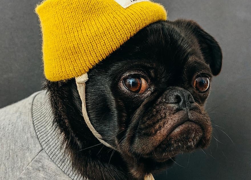 A brachycephalic dog, specifically a black pug wearing a yellow beanie and a gray sweater.