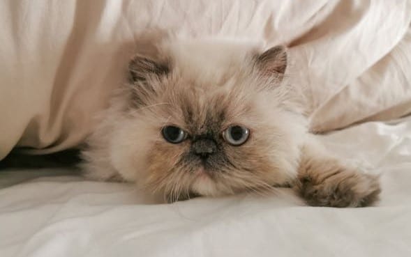 Like flat faced dogs, this Himalayan cat with blue eyes could be prone to brachycephalic obstructive airways syndrome due to its flatter face