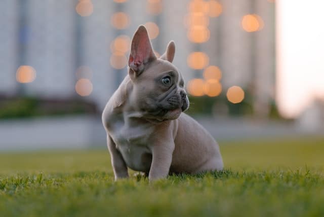 A French bulldog puppy is healthy as it sits contentedly on a lawn in the afternoon, but as it matures it could be prone to developing brachycephalic obstructive airways syndrome