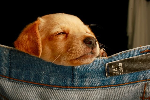 should dogs like this pup sleep outside?