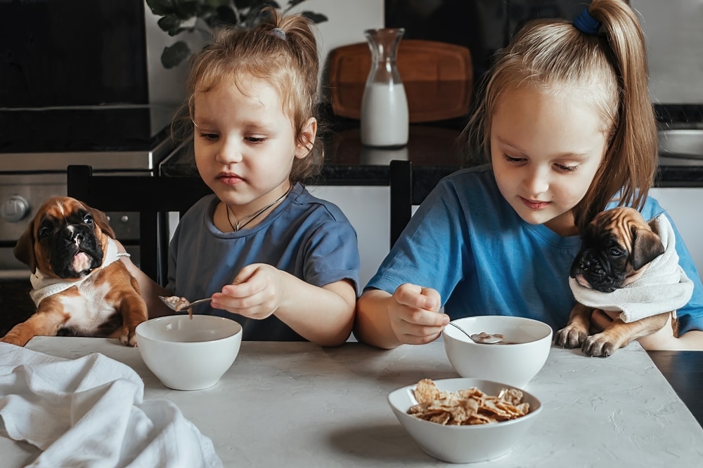 Can Dogs Eat Weetbix Yes or No? PD Insurance