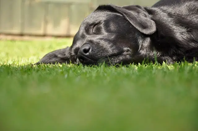black labrador dog head close up sleeping on grass in sun