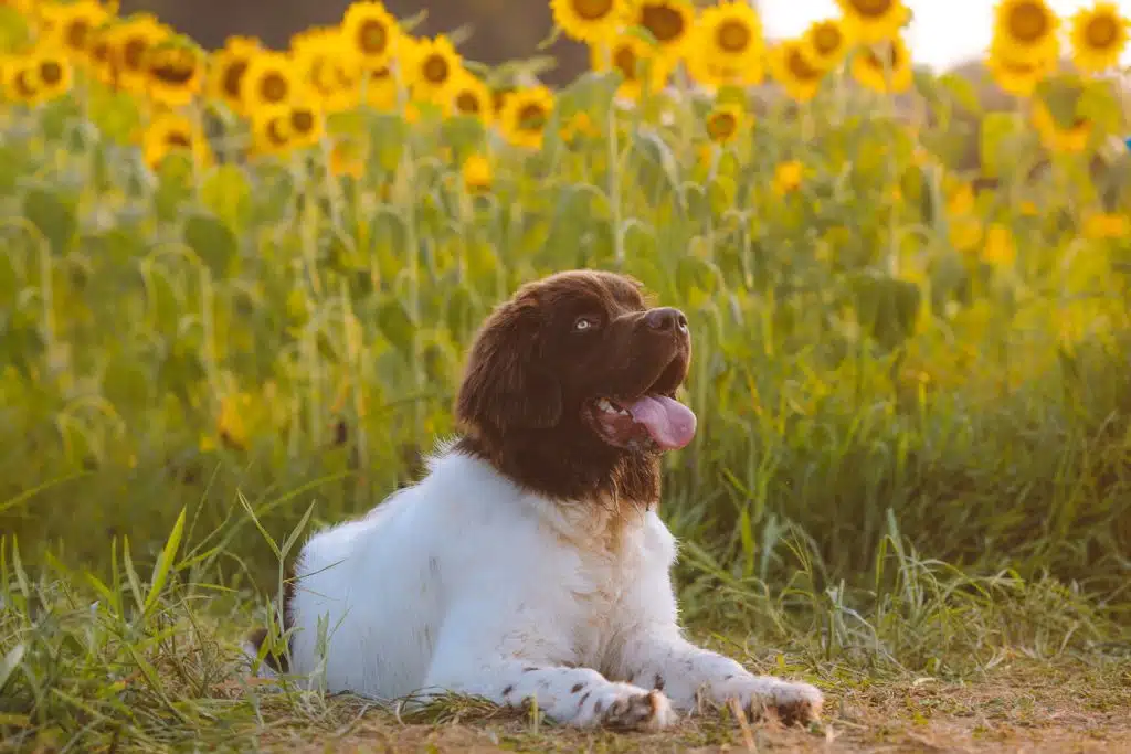 Our award-winning dog insurance plan keeps it real, like your Newfoundland dog pictured here.