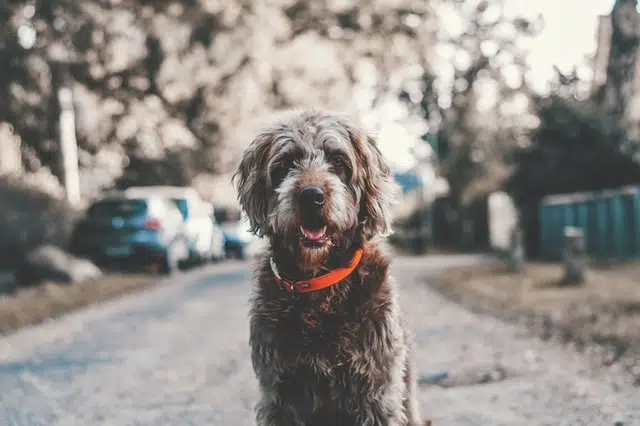 Dog is in danger of not knowing pet road safety as part of its training