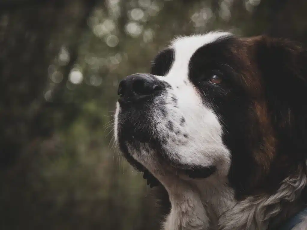Looking pensively at the sky, a Saint Bernard is contemplating whether he is the world's biggest dog or not.