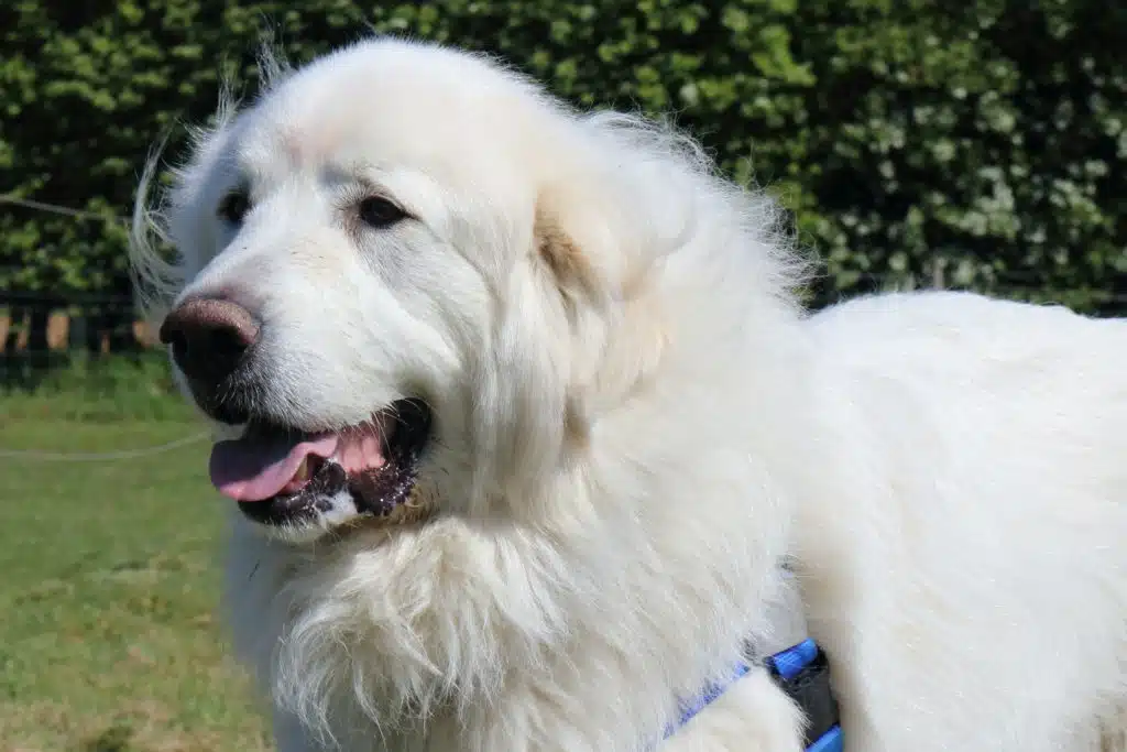 One of the biggest dog breeds in the world, the Pyrenean Mountain dog stares ahead.