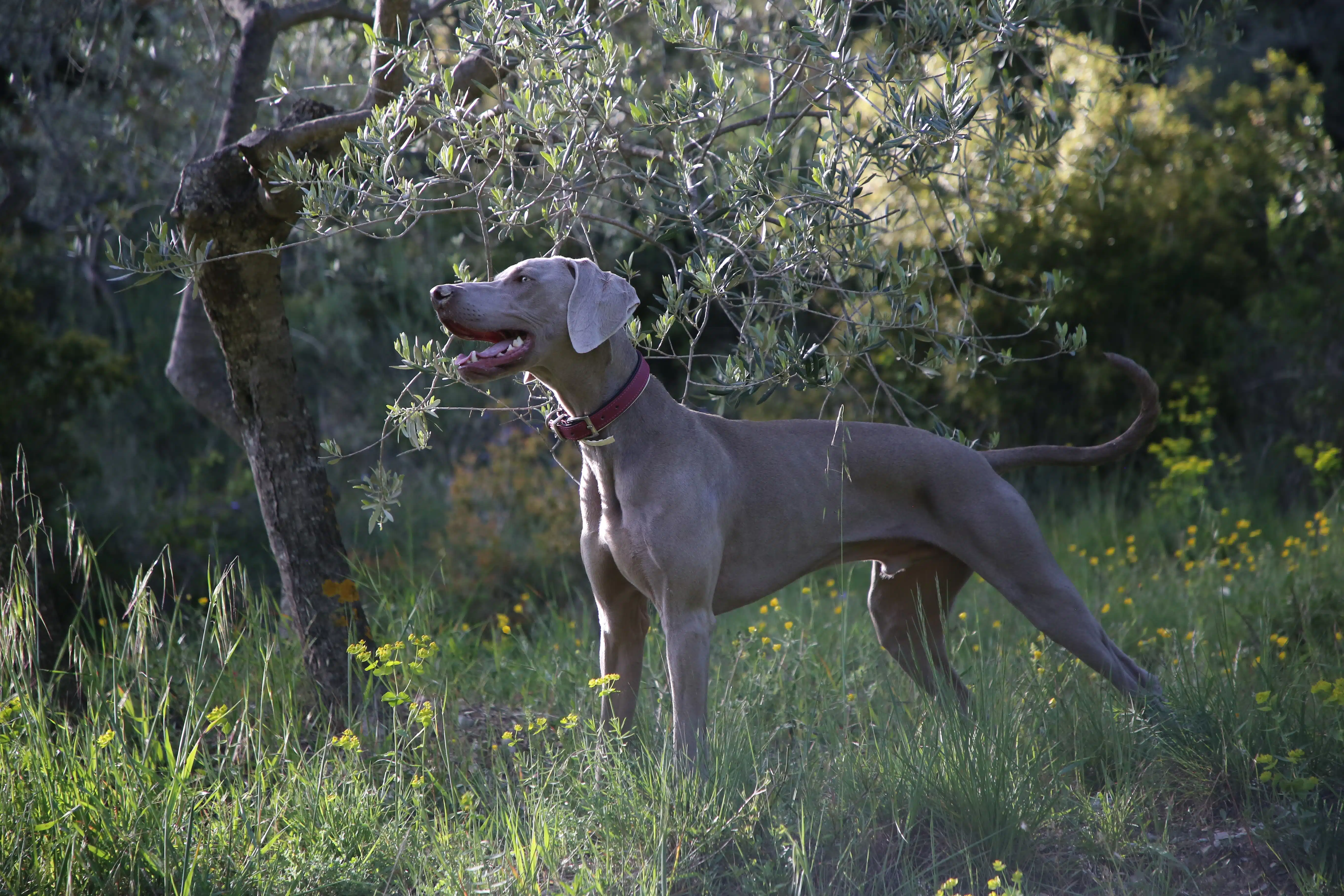 As the largest dog breed in the world, Great Danes love the outdoors, like this grey Great Dane who is enjoying the fresh air.