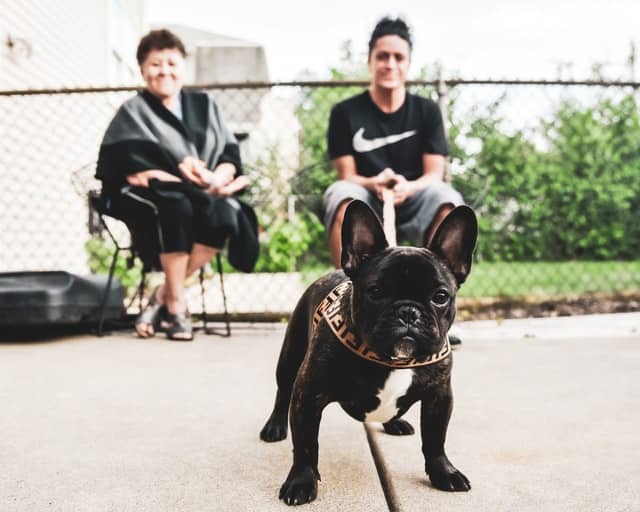 A brachycephalic French bulldog sits on a fence next to two people.
