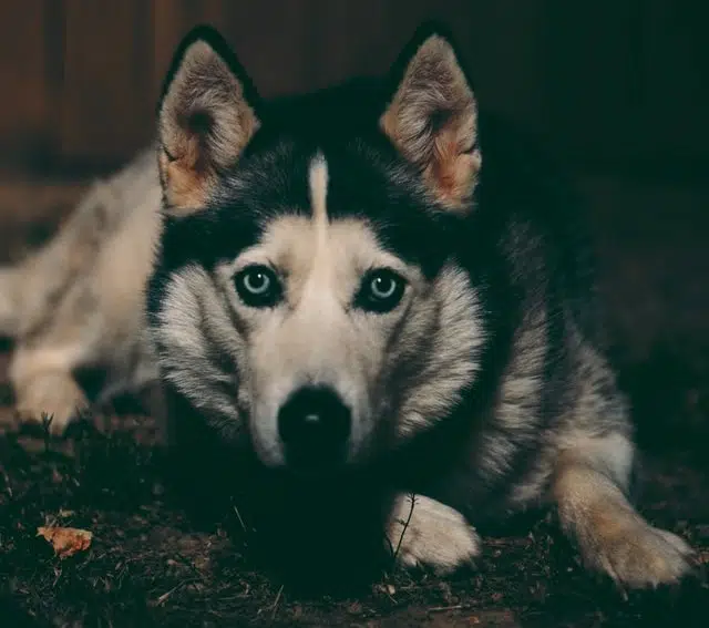 A husky dog laying on the ground in the dark, featured in one of our top ten blog posts.