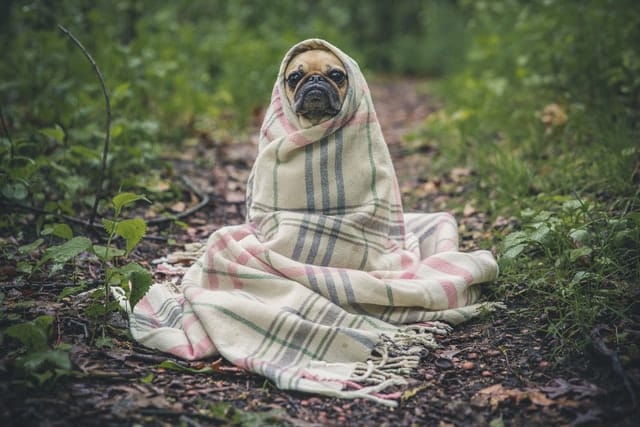 dogs shouldn't sleep outside because of weather extremities in Australia