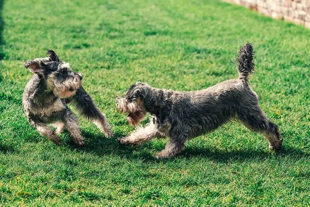 two schnauzer dogs playing on the grass at doggy daycare centre