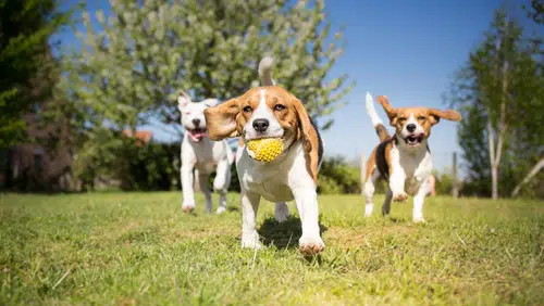 group of three dogs running on grass at doggy daycare. Front dog is a beagle with a yellow ball in his mouth, followed by another beagle and a white terrier