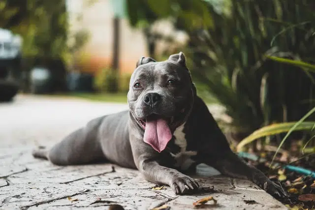 black staffordshire bull terrier dog lying on pacing near plants at doggy daycare