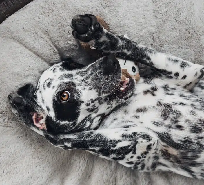 Dalmatian is top of the cutest dog breeds according to the Golden Ratio